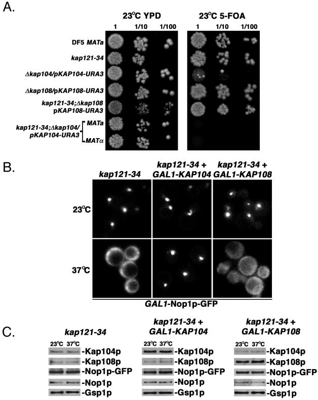 FIG. 4.