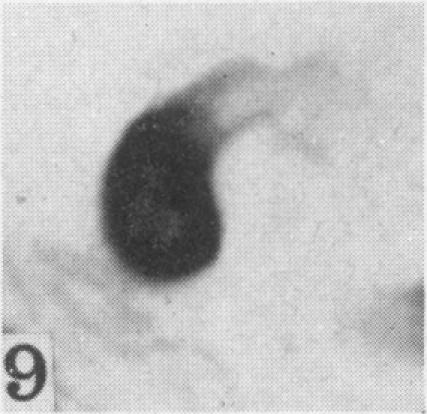 Fig. 9