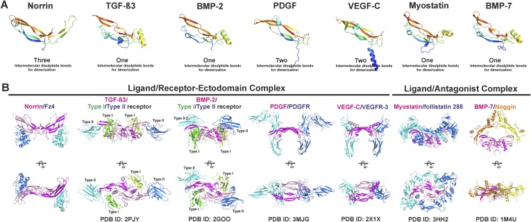 Figure 4—figure supplement 2.