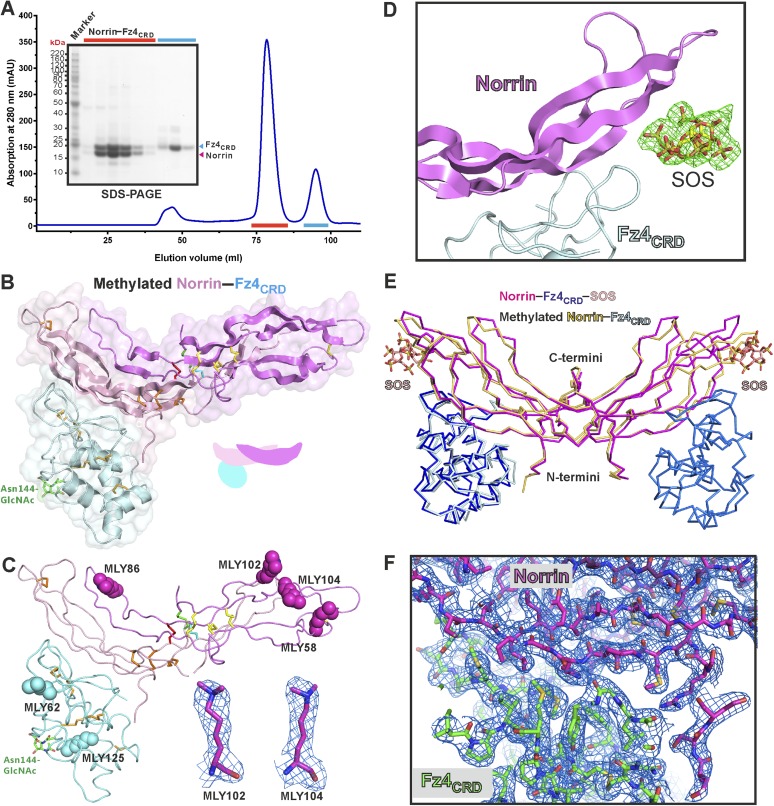 Figure 4—figure supplement 1.