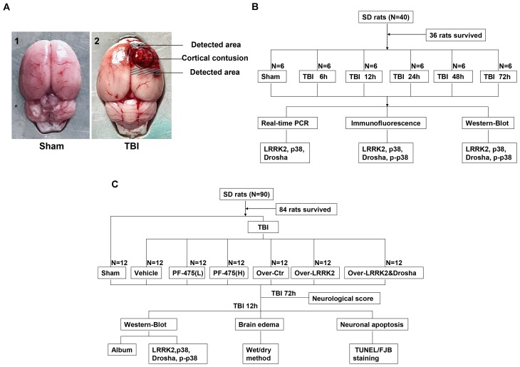 FIGURE 1