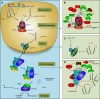 Fig. 1