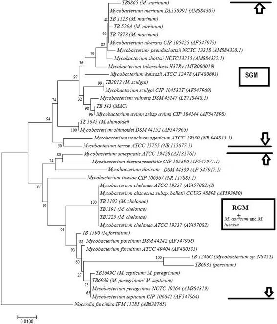 Fig. 1