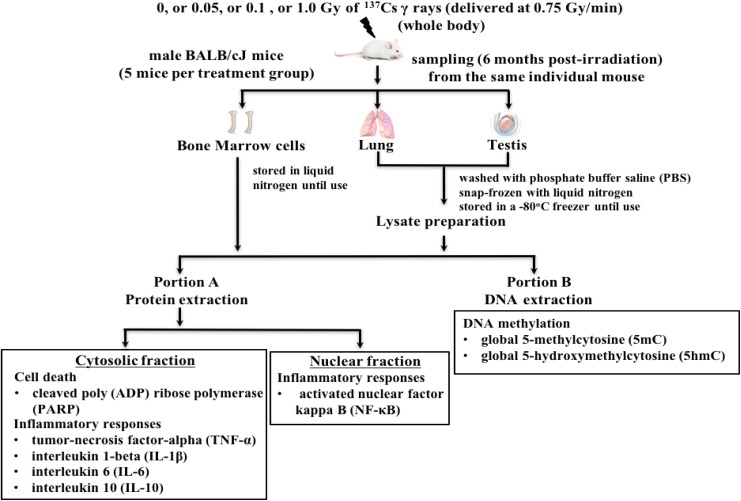 Figure 1.