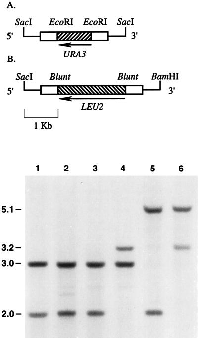 FIG. 5