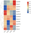 Heat map showing gene expression levels across four samples: GLC, NZJB, XZJB, and DM. Each row represents a gene, and each column represents a sample. Color gradient ranges from blue (low expression) to red (high expression), with genes such as TgMYB9 and TgErg3 showing varied expression levels across samples.