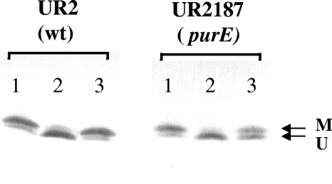 FIG. 5.