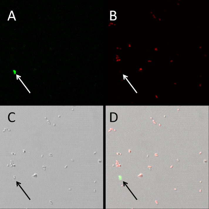 Fig 6