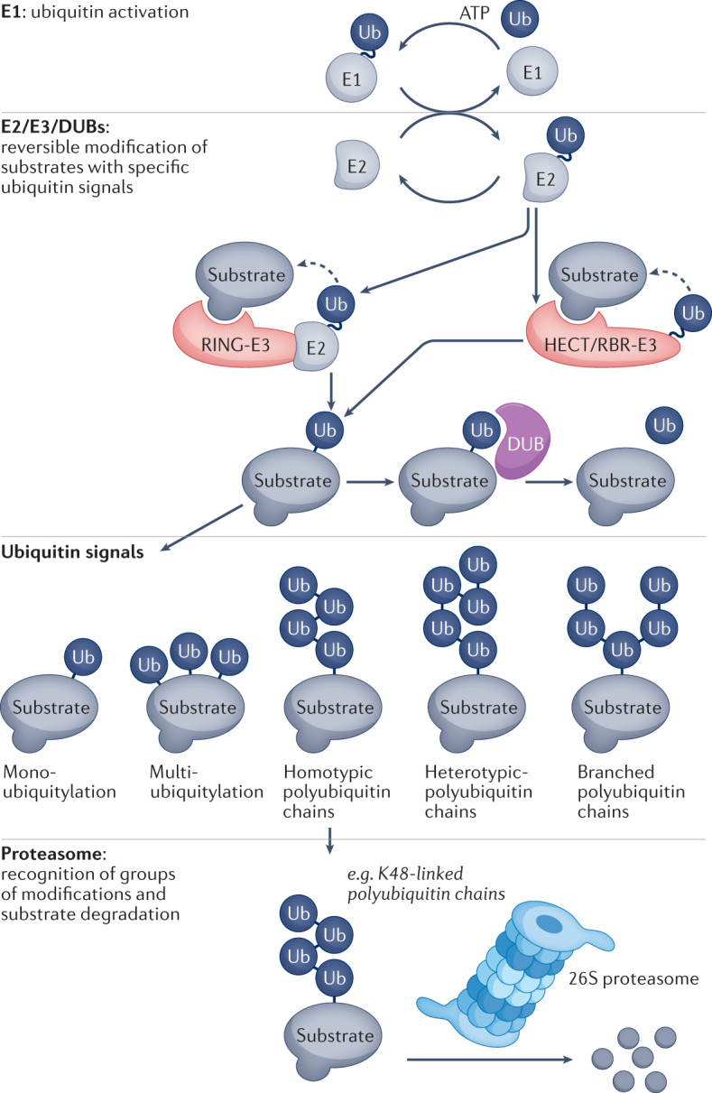 Box 1 Overview of the ubiquitin conjugation and deconjugation machinery and ubiquitin signals