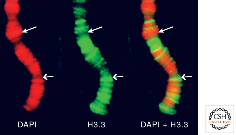 Figure 7.