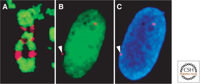 Figure 11.