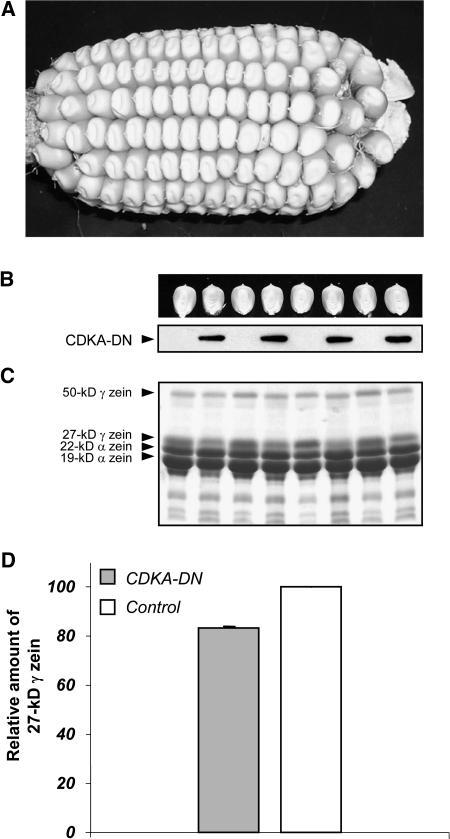 Figure 7.