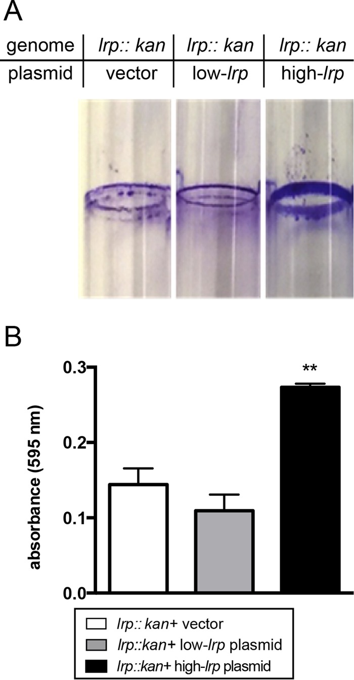 FIG 2