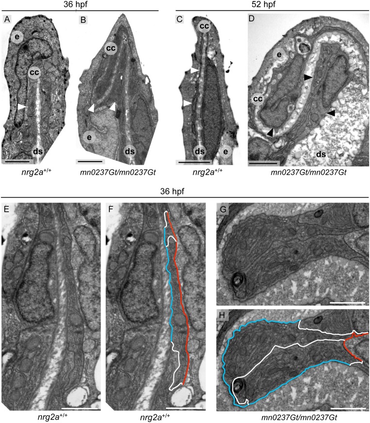 Fig 8