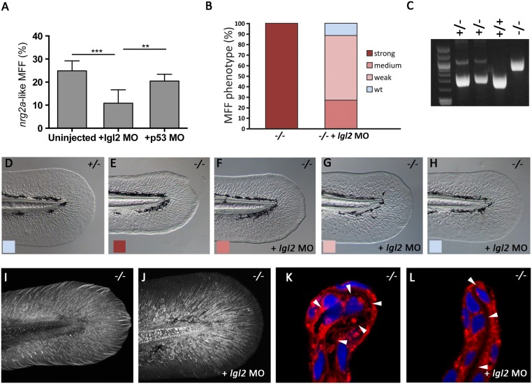 Fig 10