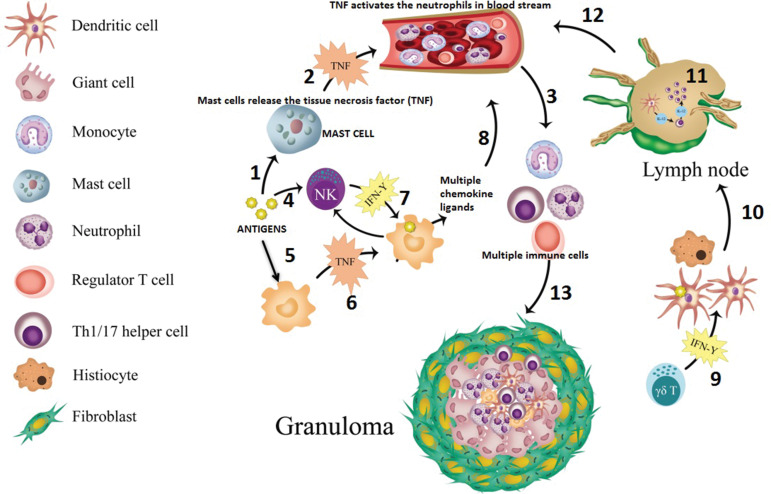 Diagram shows the simplified version of sarcoid granuloma formation in steps. Antigens trigger the mast cell to release TNF (step 1), which then activates the neutrophils in the bloodstream (step 2). These activated neutrophils activate the monocytes (step 3). In a separate pathway, antigens activate natural killer (NK) cells (step 4), and these antigens are also taken up by the tissue macrophages (step 5), which would release TNF (step 6). Activated macrophages release multiple ligands after NK cells stimulate interferon gamma (IFN-γ) (step 7); these multiple chemokine ligands (eg, monocyte chemoattractant protein 1) further attract multiple immune cells (Th1/17 cells, monocytes, regulatory T cells, and B cells) in the bloodstream (step 8). In addition, IFN-γ produced by local NK and gamma delta (γδ) T cells further activates resident tissue histiocytes and dendritic cells (step 9). Activated antigen-loaded dendritic cells then migrate to peripheral lymph nodes via the lymphatic channels (step 10), and under the influence of IL-1 T cells, mature into Th1 cells. Activated Th1 then produces IL-2 that expands the T cell population (step 11) and joins other immune cells in the bloodstream (step 12). Then, these Th1 cells and other immune cells go to sites of inflammation and help in formation of a granuloma by maturation of macrophages (step 13). Over the course of days, the mature granuloma is formed, with other cells if the antigen persists. The inflammatory deposits in the lymph nodes (step 11) and the formation of the granuloma itself (step 13) are what translate into the lymphadenopathy, and pulmonary nodules demonstrate, in this example of granulomatous disease, sarcoidosis.