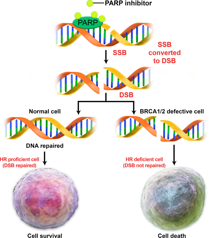 Diagram illustrates how normal cells use several mechanisms to repair DNA. One of these mechanisms involves the use of BRCA1 and BRCA2 proteins to help repair DNA double-strand breaks (DSBs) by means of homologous recombination (HR). Another mechanism used to repair DNA is the poly (adenosine diphosphate–ribose) polymerase (PARP) system, which helps to repair DNA single-strand breaks (SSBs). Efficient SSB repair is essential for cell survival. Unrepaired SSBs can be converted to DSBs, which are toxic to cells. HR is the major pathway to repairing such DSBs during cell replication. HR-proficient cells can repair DSBs to ensure genome stability and cell survival, while HR-deficient cells (in BRCA mutation carriers) cannot repair DSBs and undergo apoptosis and eventually cell death.