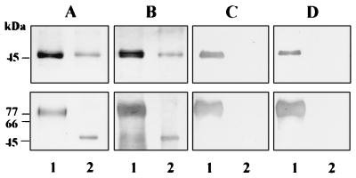 FIG. 5