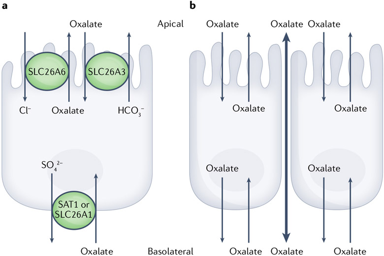 Fig. 3 ∣