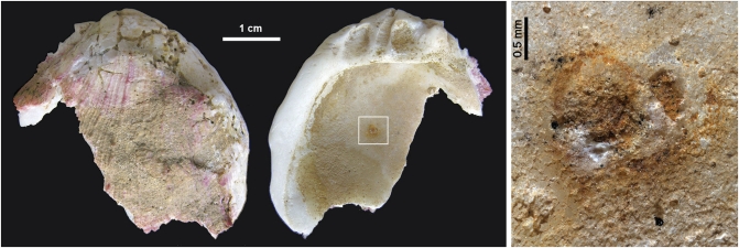 Fig. 2.