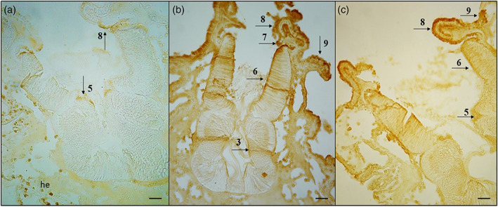 FIGURE 3