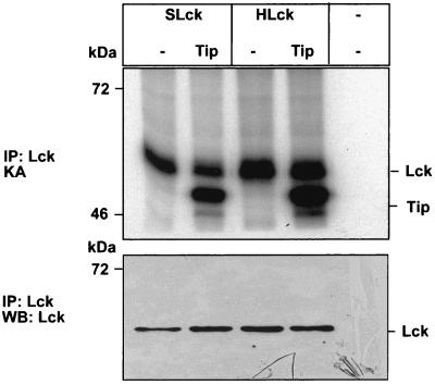 FIG. 6