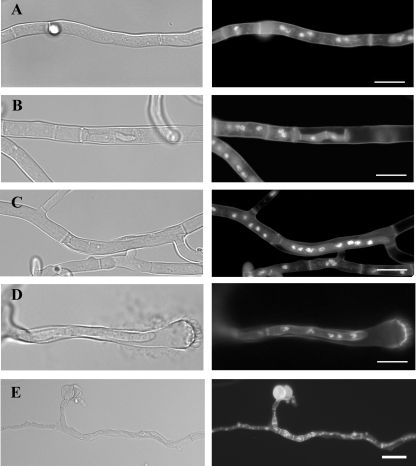 FIG. 8.