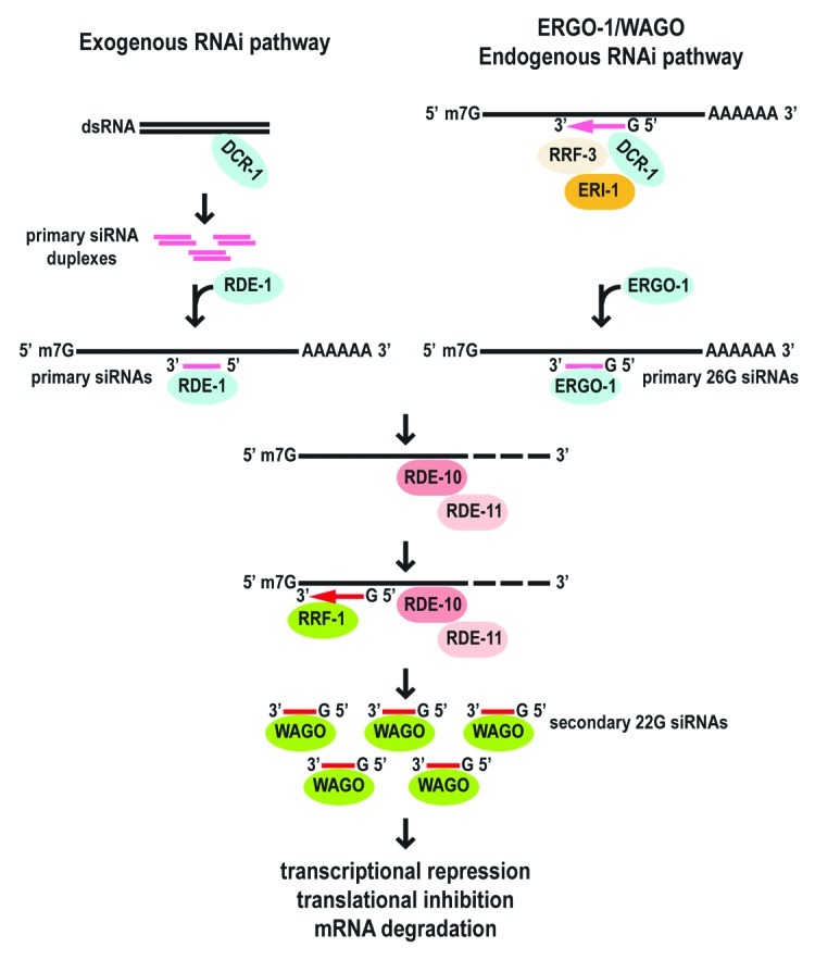 graphic file with name rna-9-1045-g1.jpg