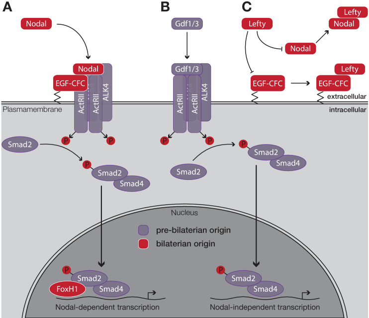 Figure 5—figure supplement 1.