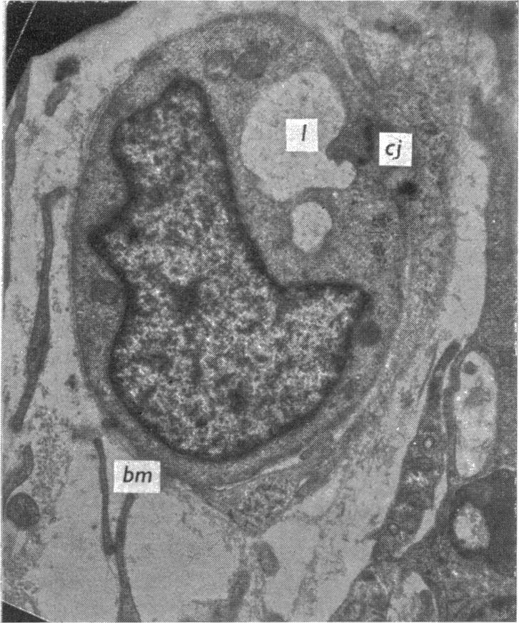 Fig. 19