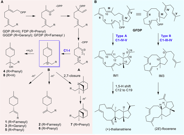 Figure 6