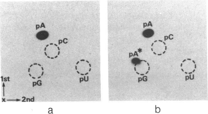 graphic file with name pnas00248-0138-b.jpg