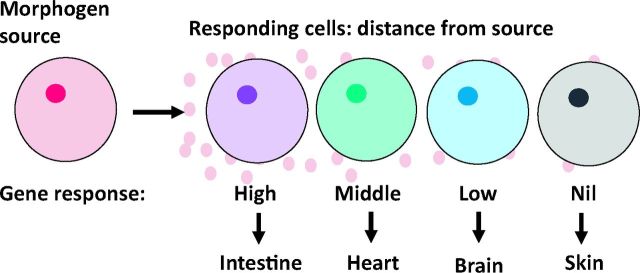 Fig 8.