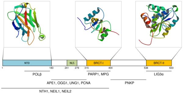 Coordination of DNA Single Strand Break Repair - PMC