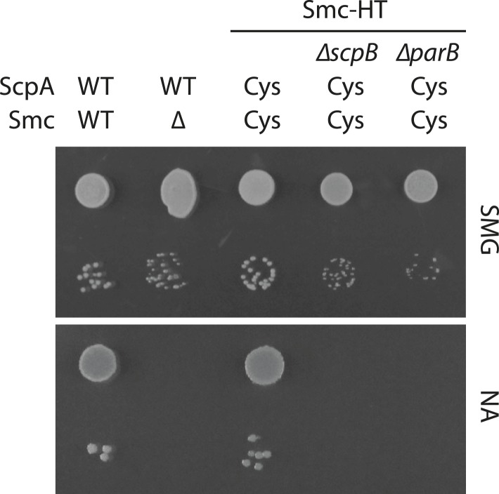 Figure 4—figure supplement 1.