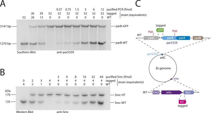 Figure 6—figure supplement 1.