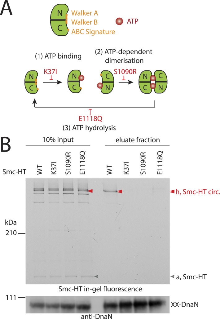 Figure 3.