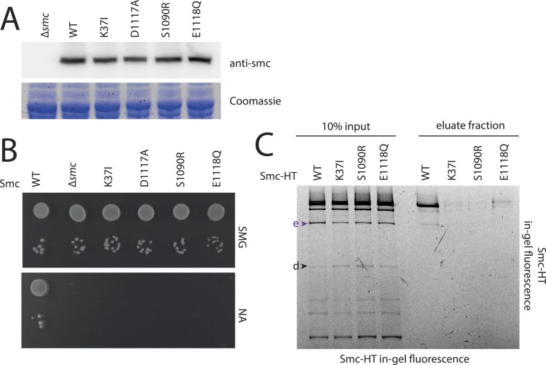 Figure 3—figure supplement 1.