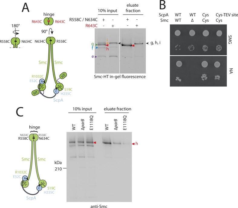 Figure 2—figure supplement 2.