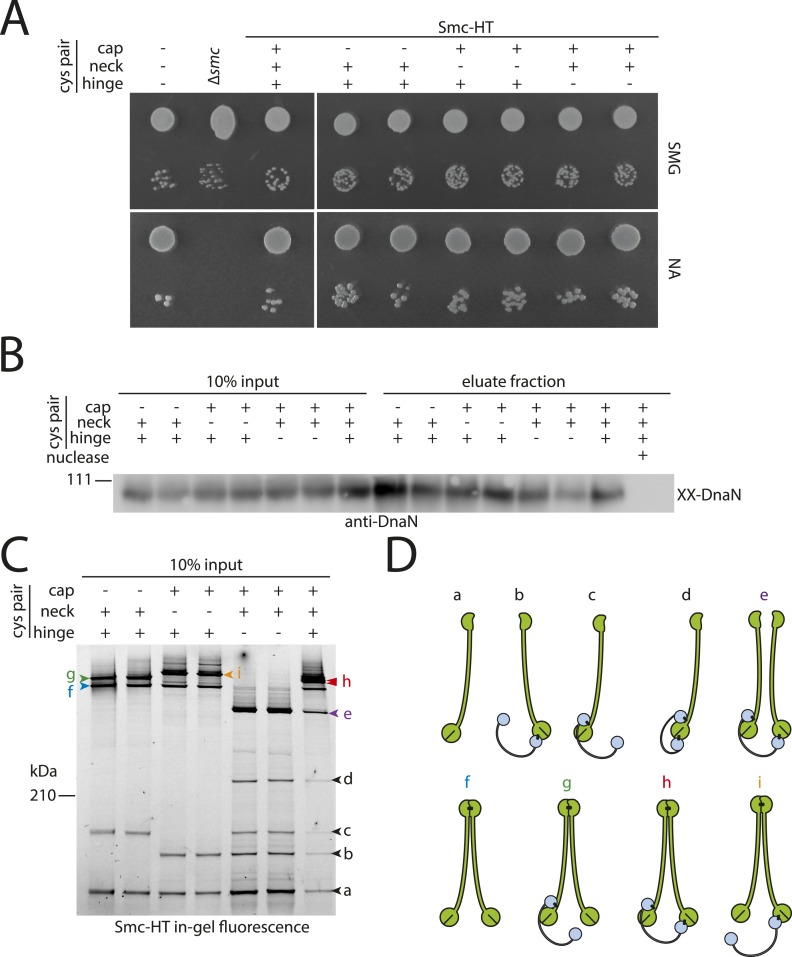 Figure 2—figure supplement 1.