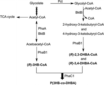 Fig. 1