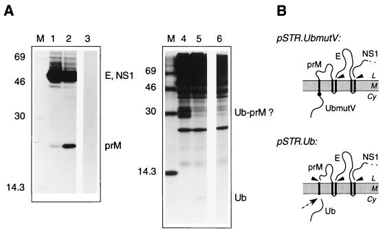 FIG. 3