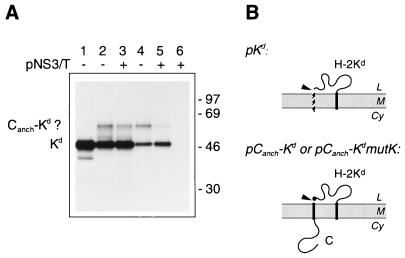 FIG. 8