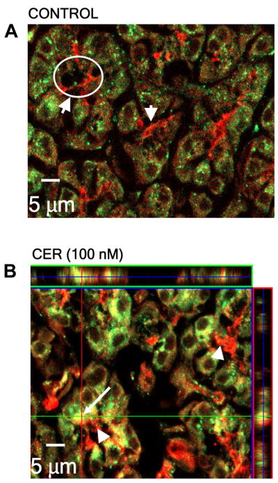 Fig. 8