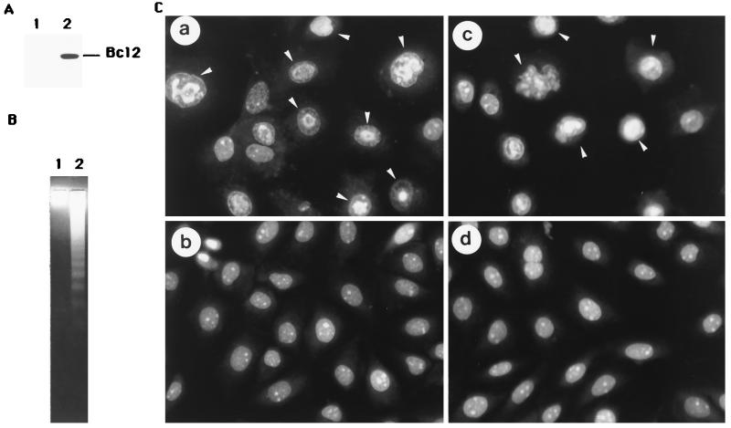 FIG. 8