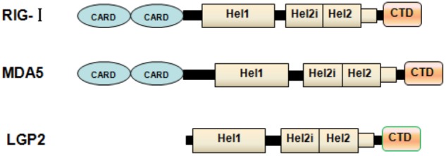 FIGURE 1