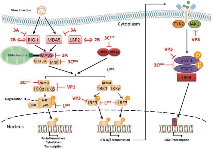 FIGURE 2