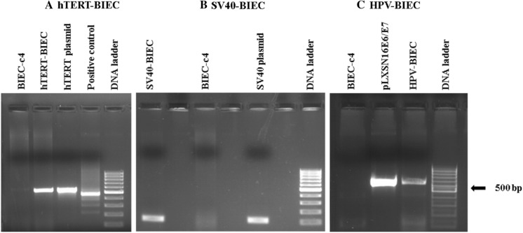 Fig. 5