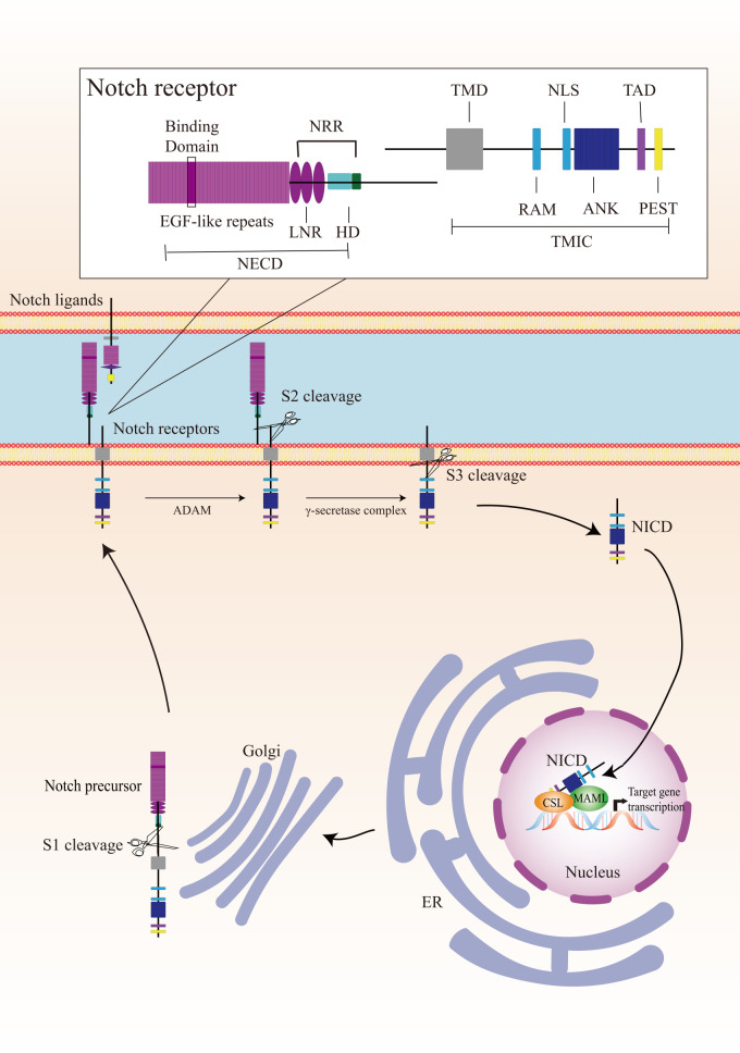 Figure 1