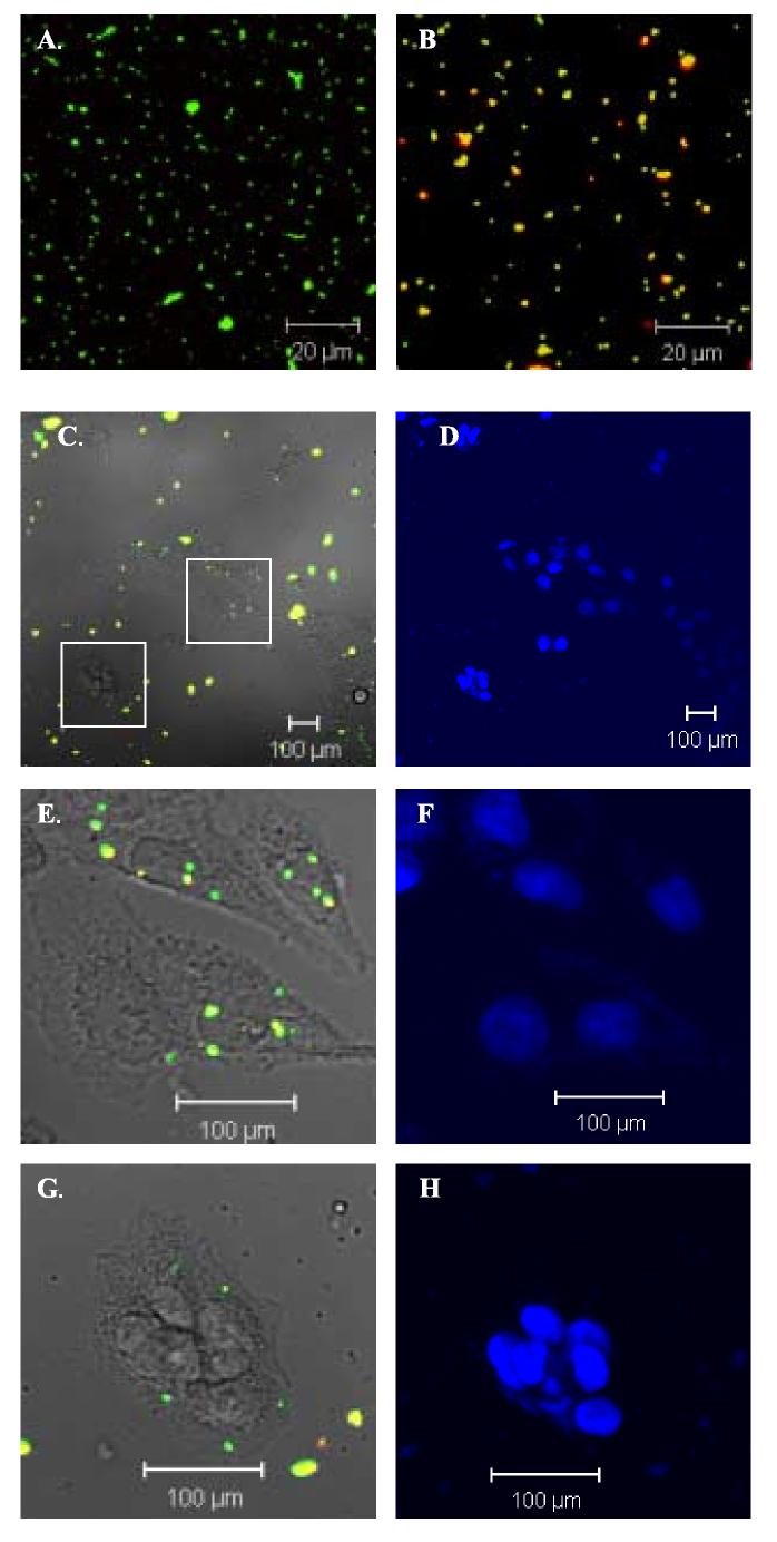 Fig.1